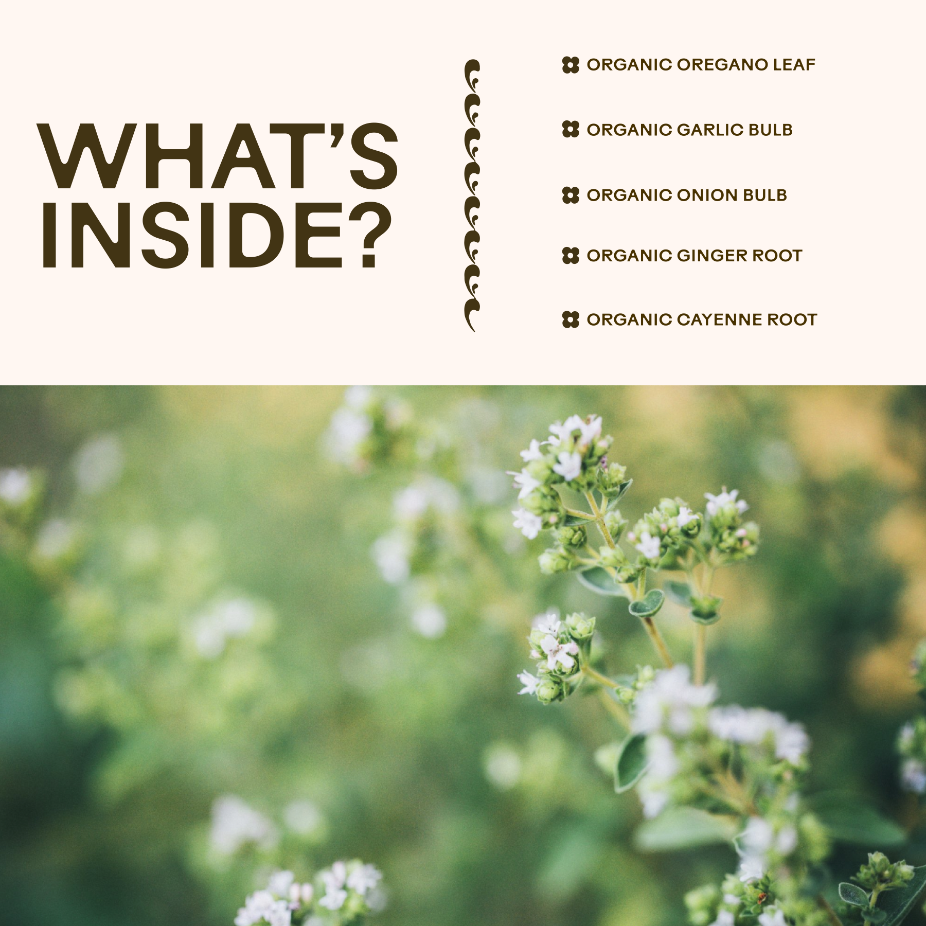 Oregano Daily Wellness