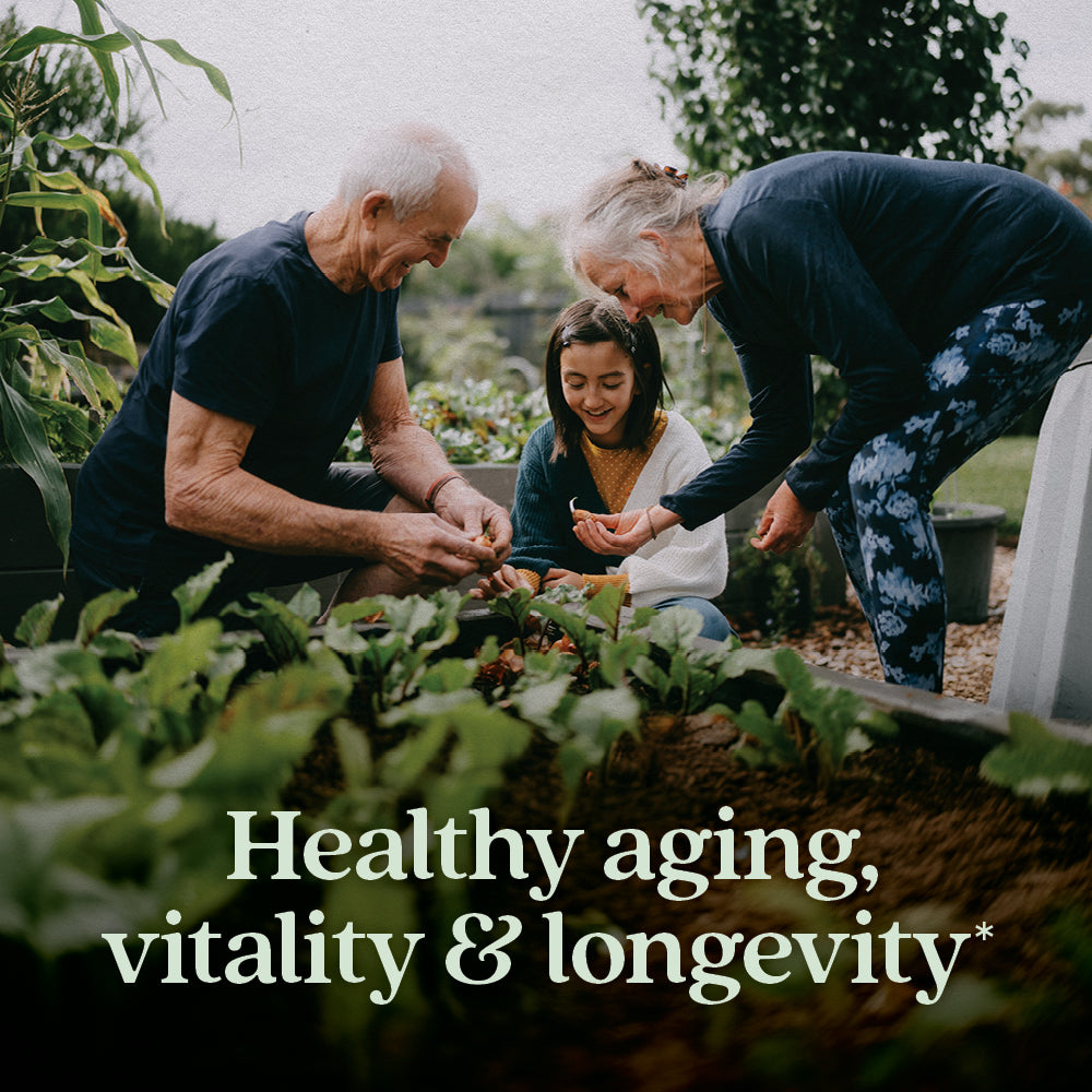 Healthy Aging, Reishi Mushroom