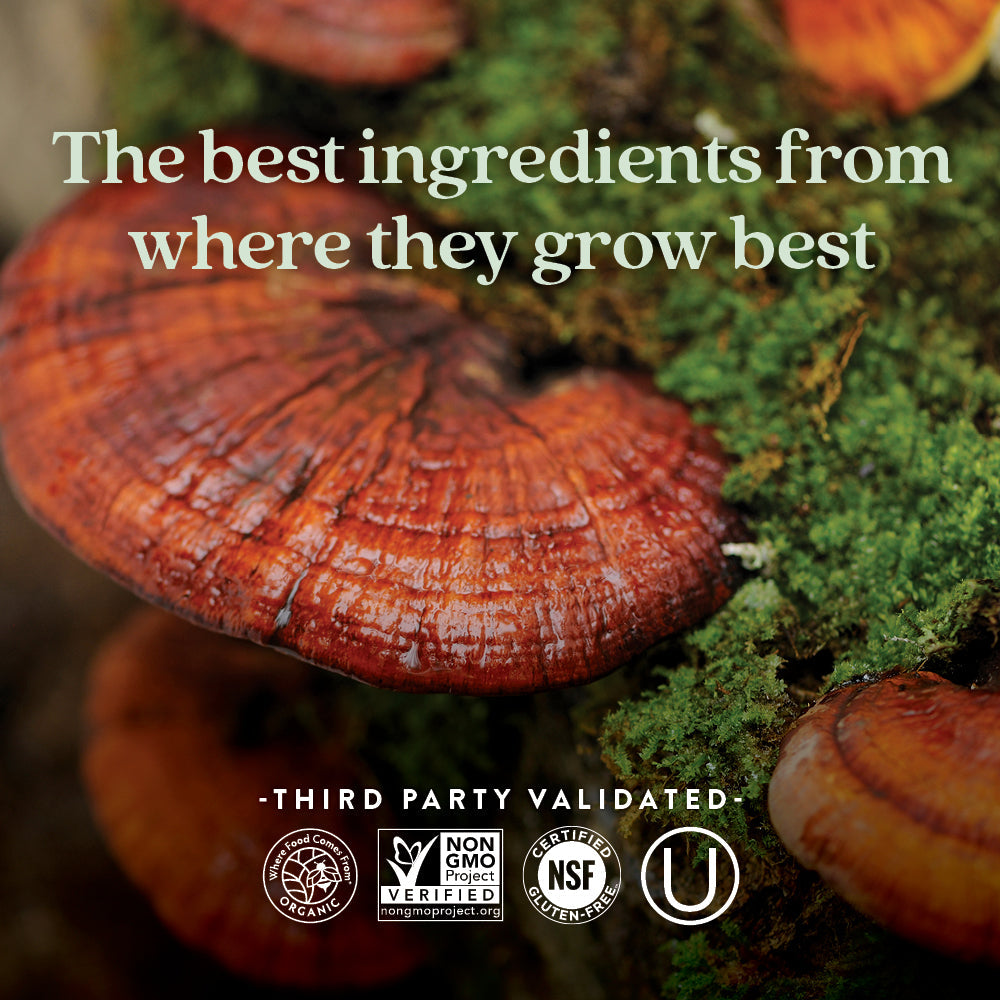 Healthy Aging, Reishi Mushroom