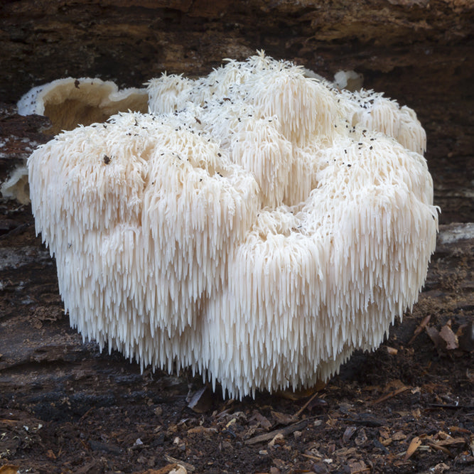 Lion's Mane Mushroom