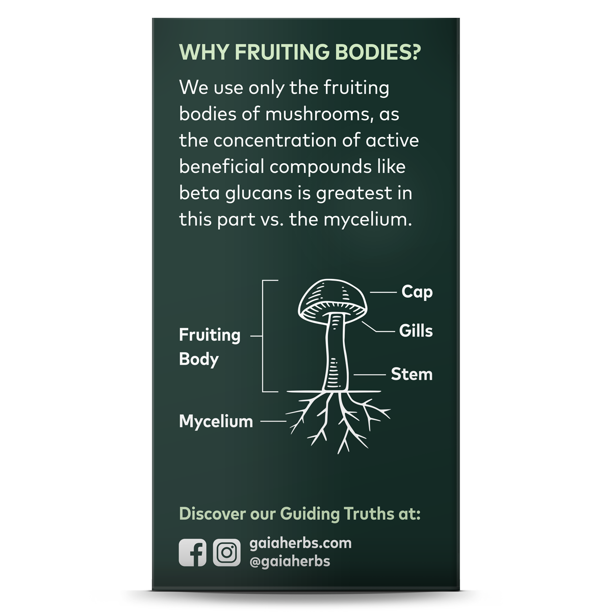 Cordyceps Mushroom - For Energy Support